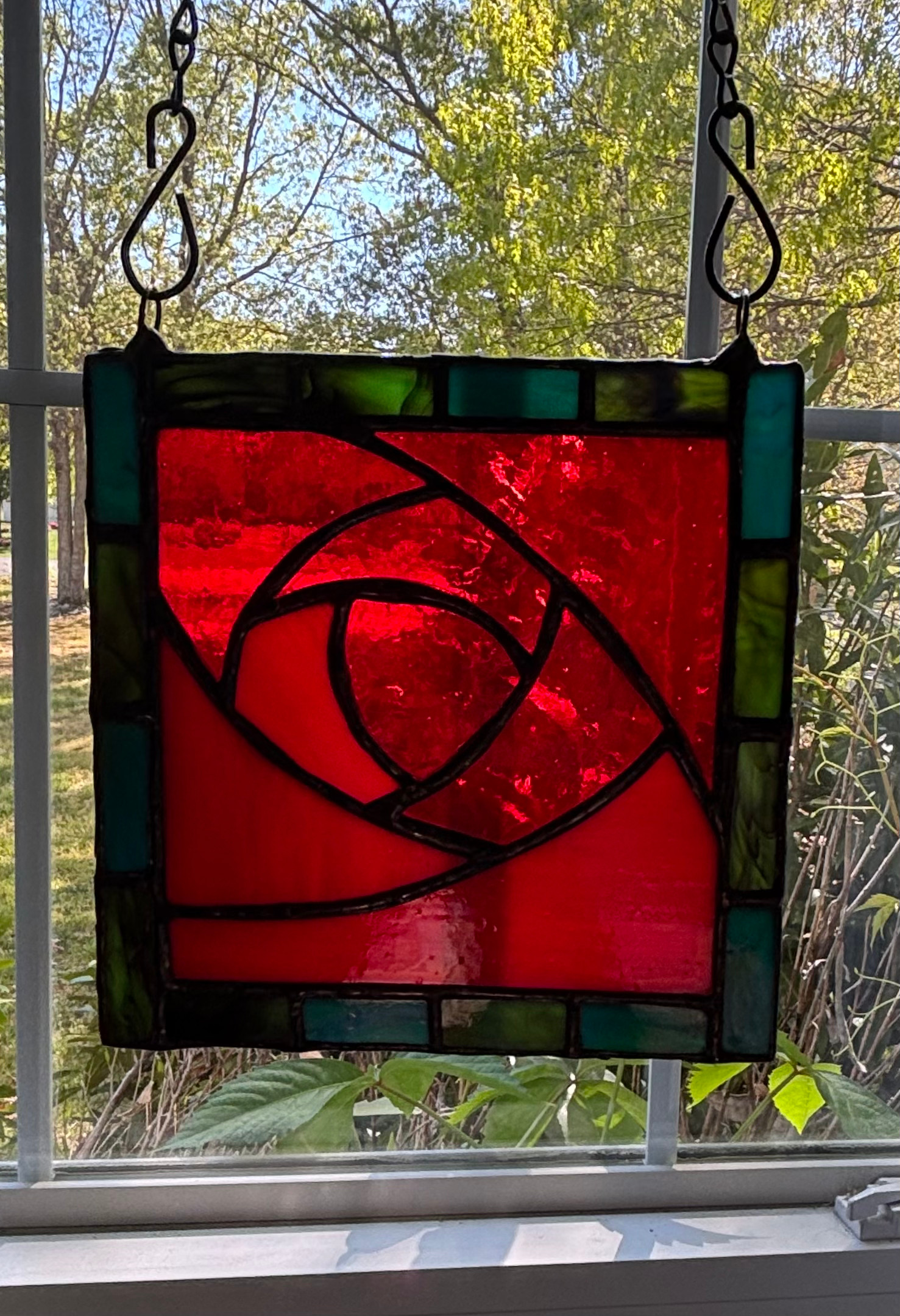 Dracula's Eye Rose